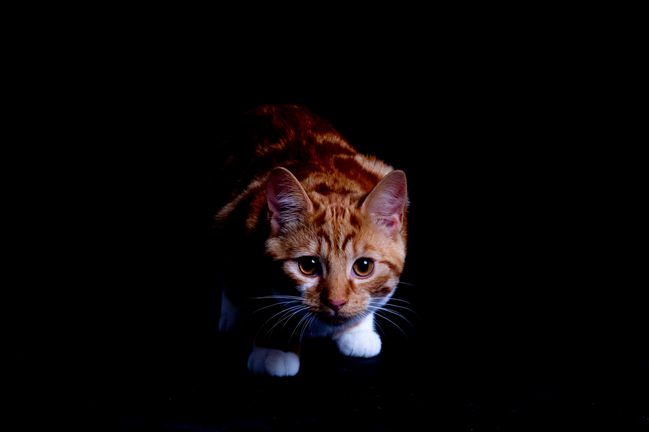 001-dierenfotoshoot-studio-maassluis foto van kat in fotostudio