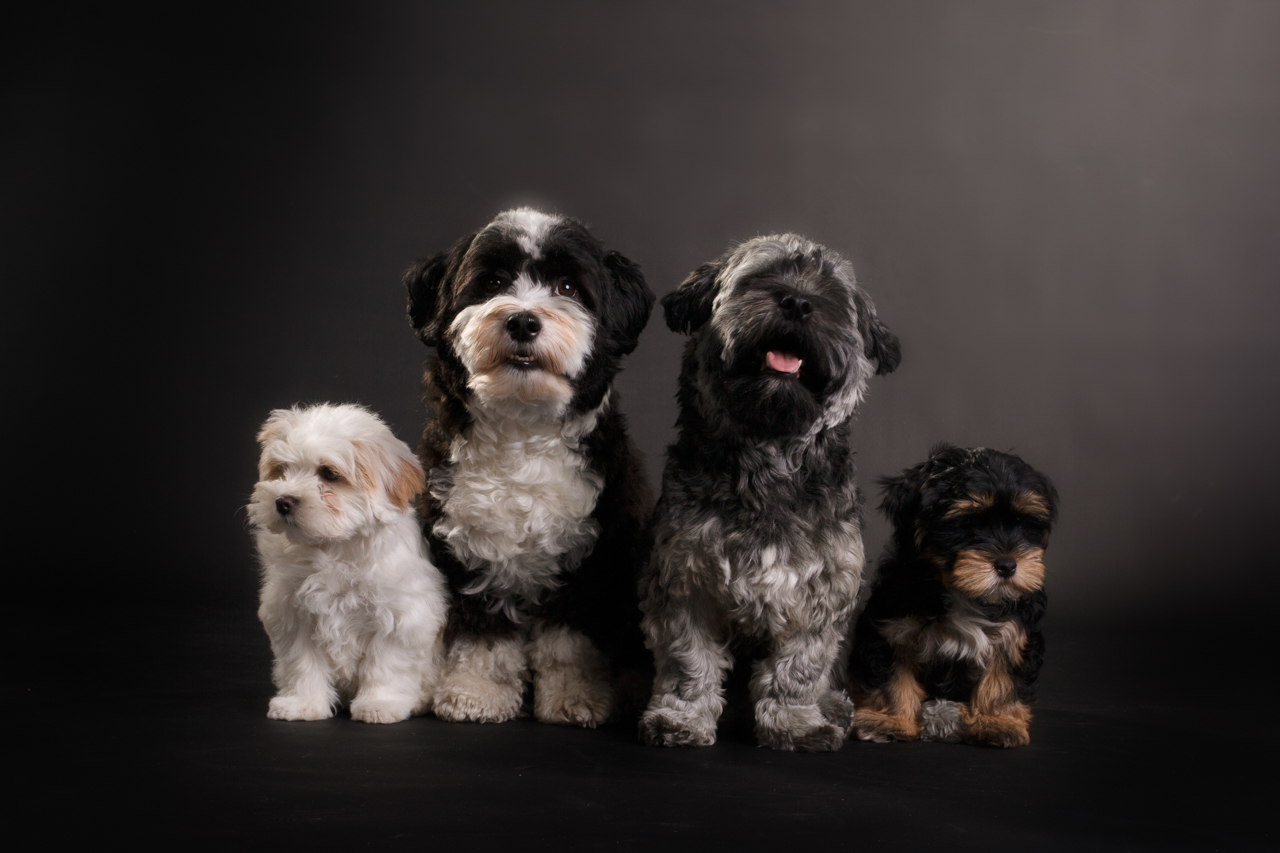 001-honden-fotografie-studio portret foto van stel in fotostudio