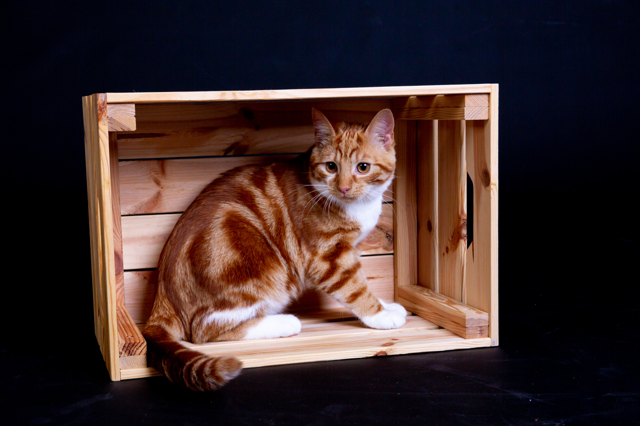 004-dierenfotoshoot-studio-maassluis portretfotoshoot