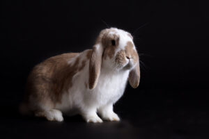 foto van een konijn in fotostudio