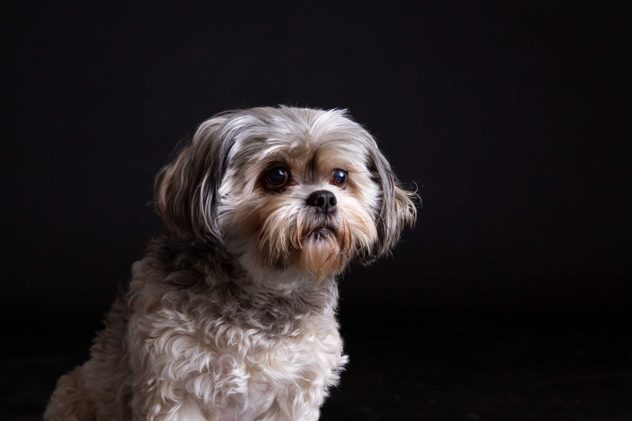 dierenfotoshoot-hond-zuidholland foto van hond in fotostudio
